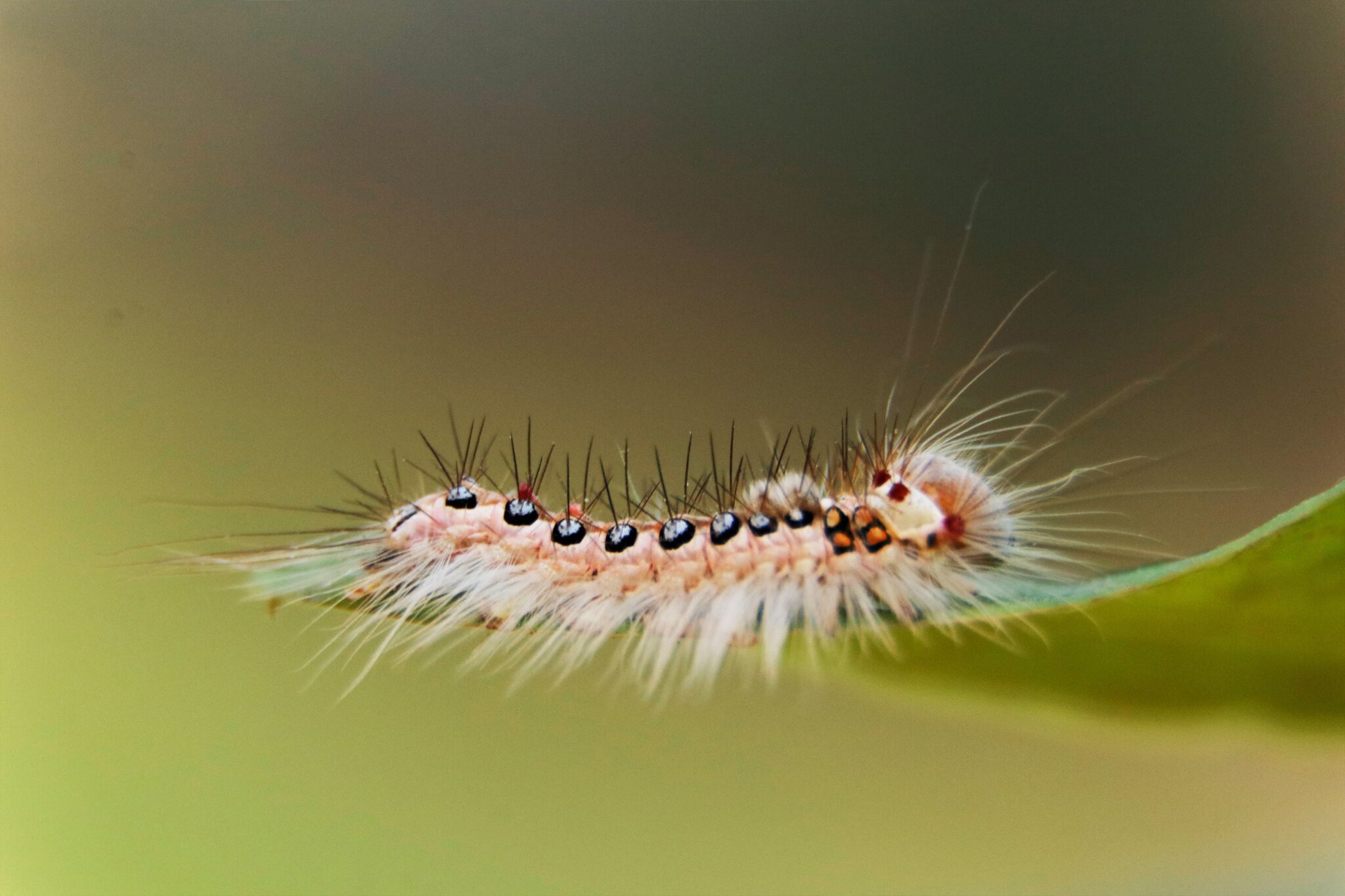 worm on the leafe peace silk